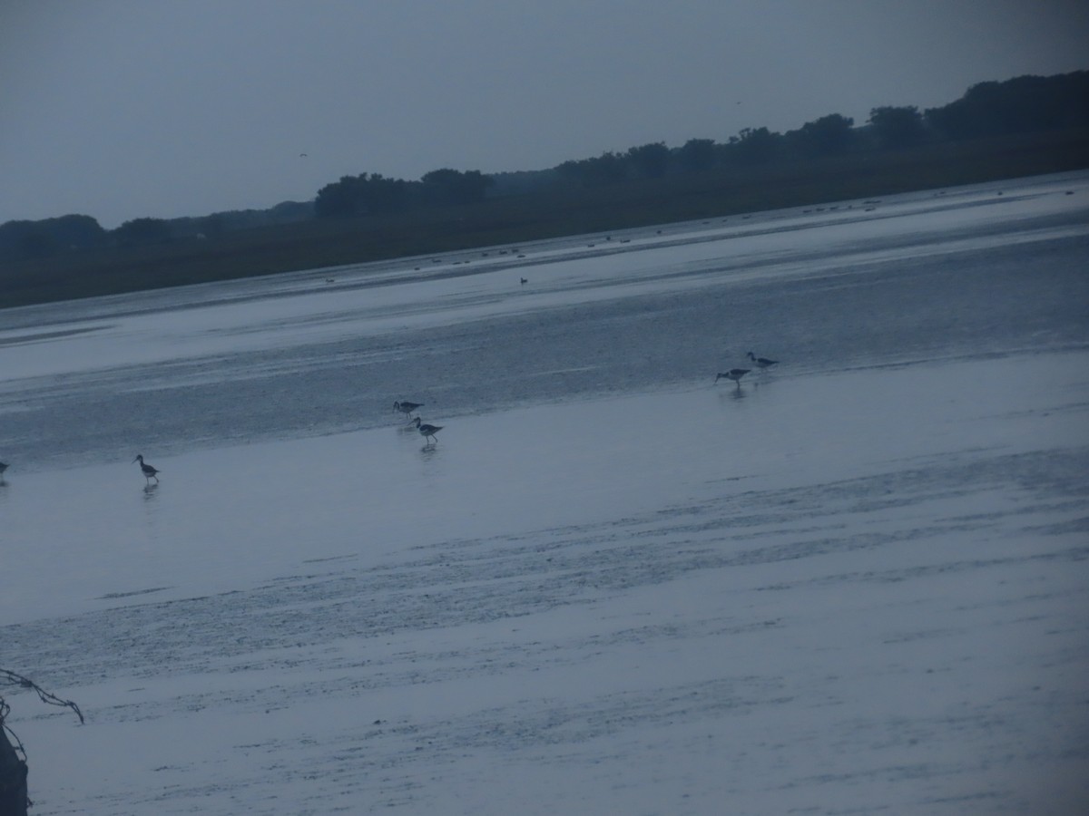 Lesser Yellowlegs - ML621309155