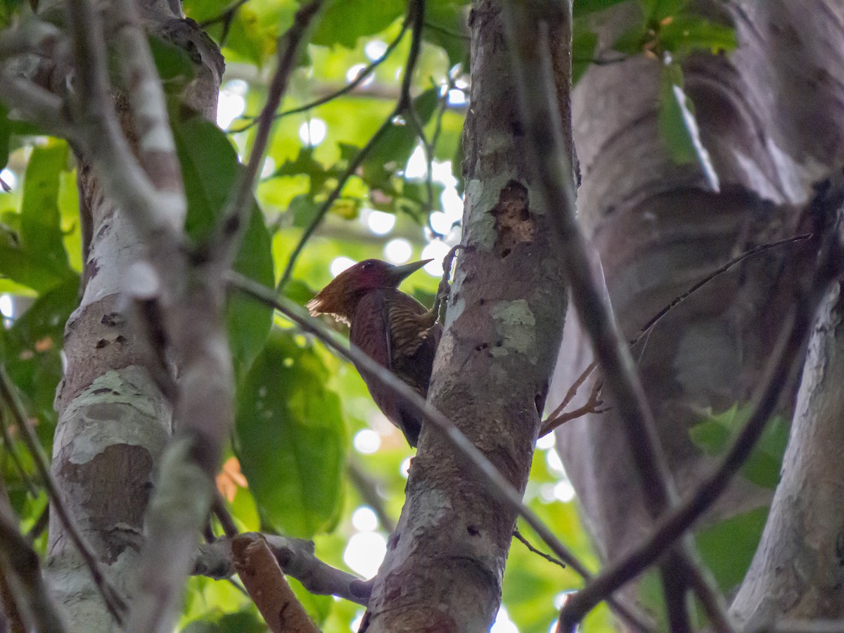 Waved Woodpecker (Waved) - ML621309160