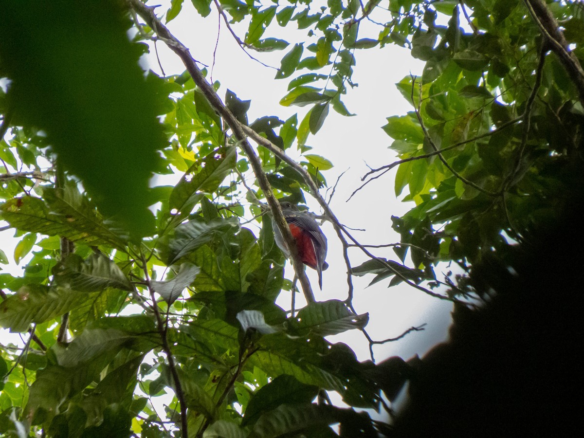 Black-tailed Trogon - ML621309166