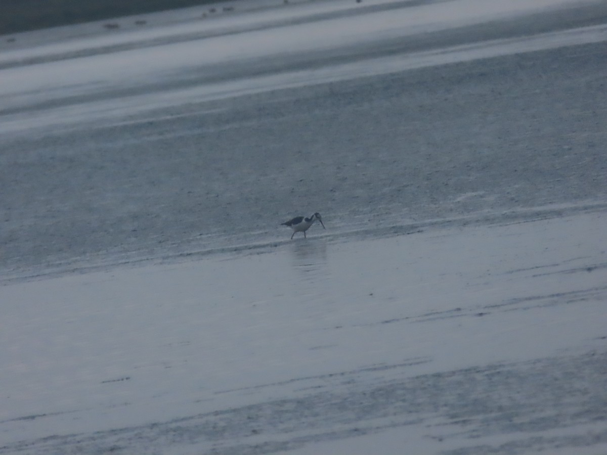 Black-necked Stilt - ML621309195