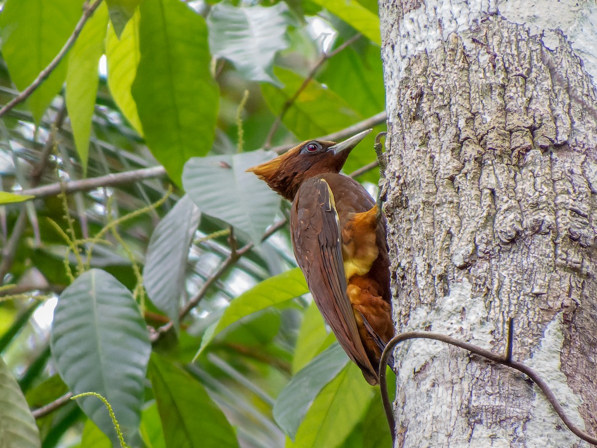 Chestnut Woodpecker - ML621309213