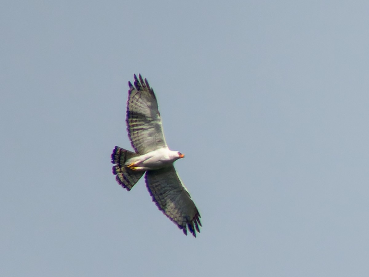 Black-and-white Hawk-Eagle - ML621309220