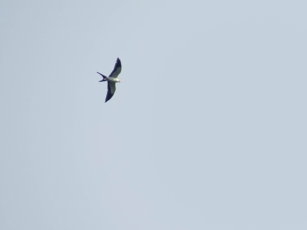 Swallow-tailed Kite - ML621309222