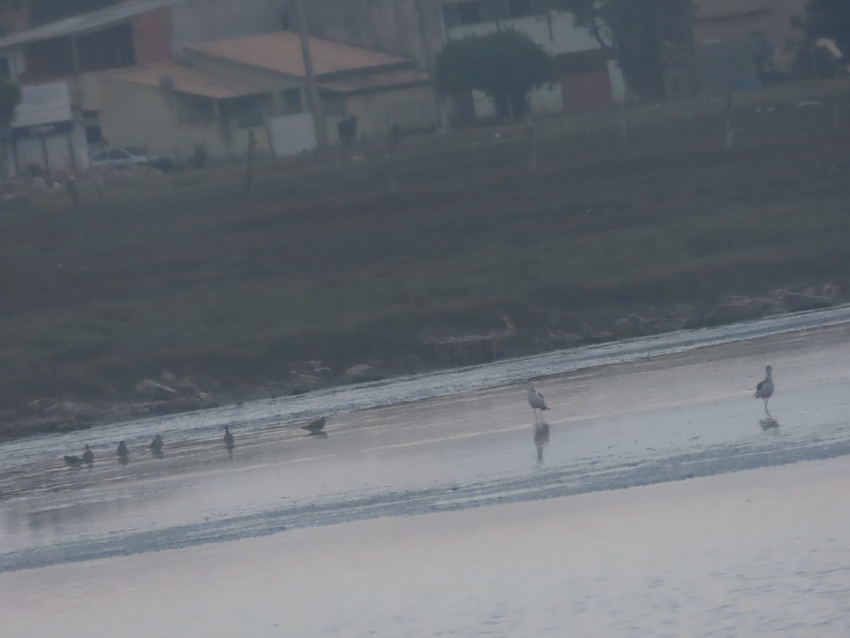 Lesser Yellowlegs - ML621309232