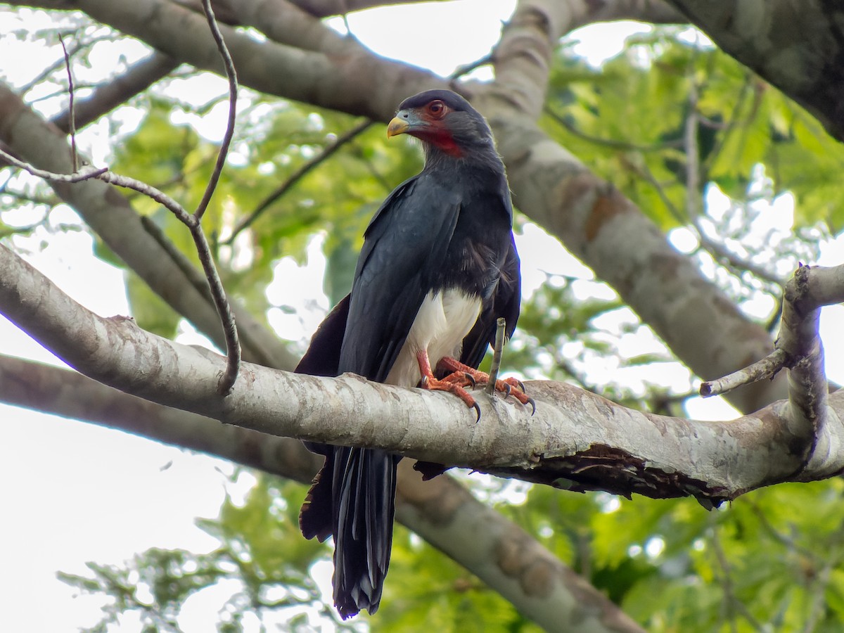 Red-throated Caracara - ML621309233