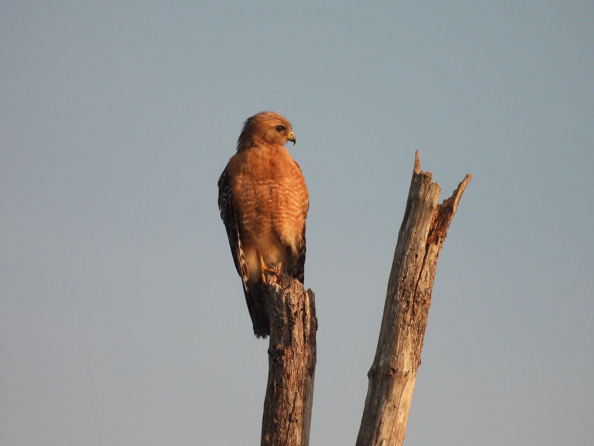 Red-shouldered Hawk - ML621309241