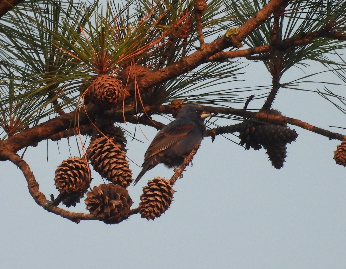 Blue Grosbeak - ML621309247