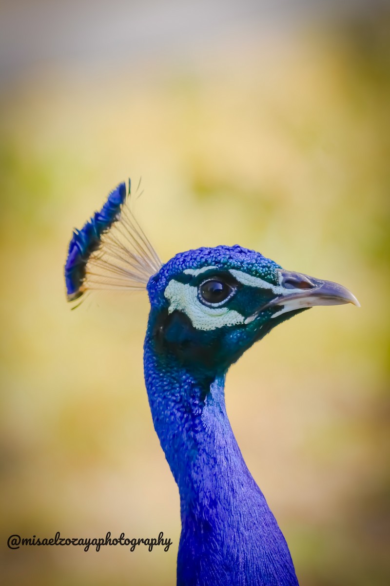 Indian Peafowl (Domestic type) - ML621309289