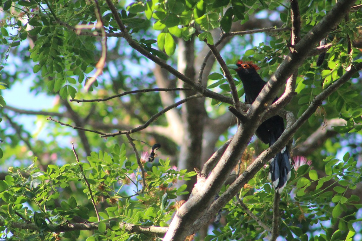 Red-crested Malkoha - ML621309357