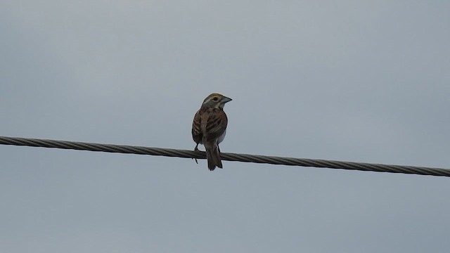 Dickcissel - ML621309360
