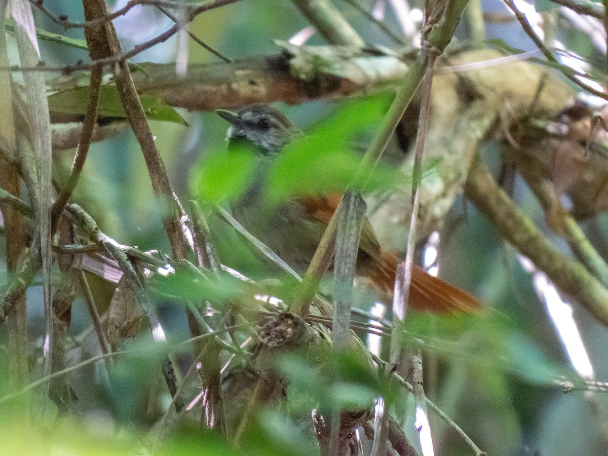 Gray-bellied Spinetail - ML621309403