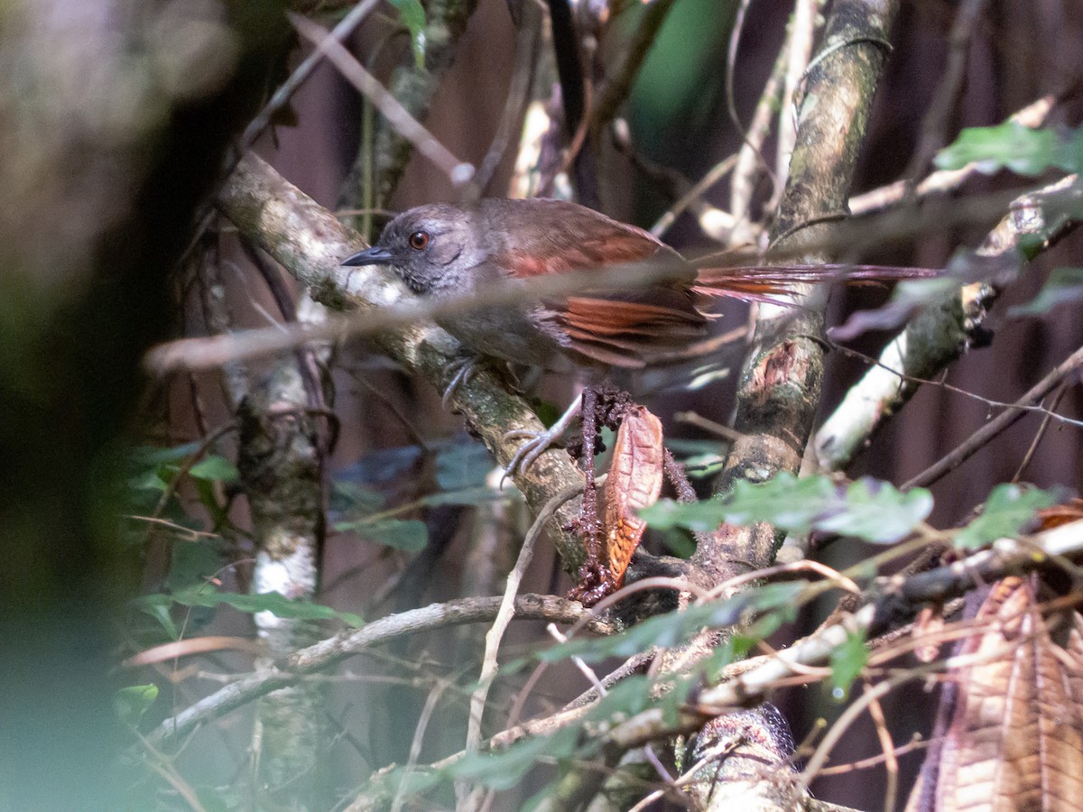 Gray-bellied Spinetail - ML621309416