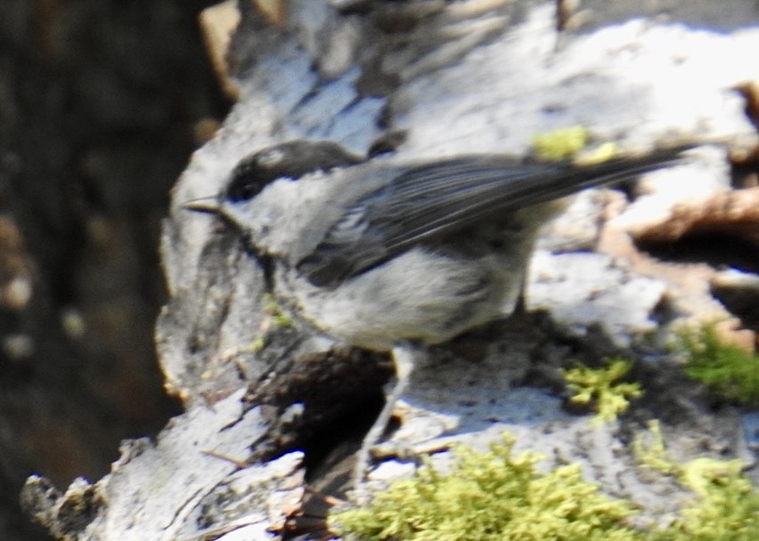 Mountain Chickadee (Pacific) - ML621309429