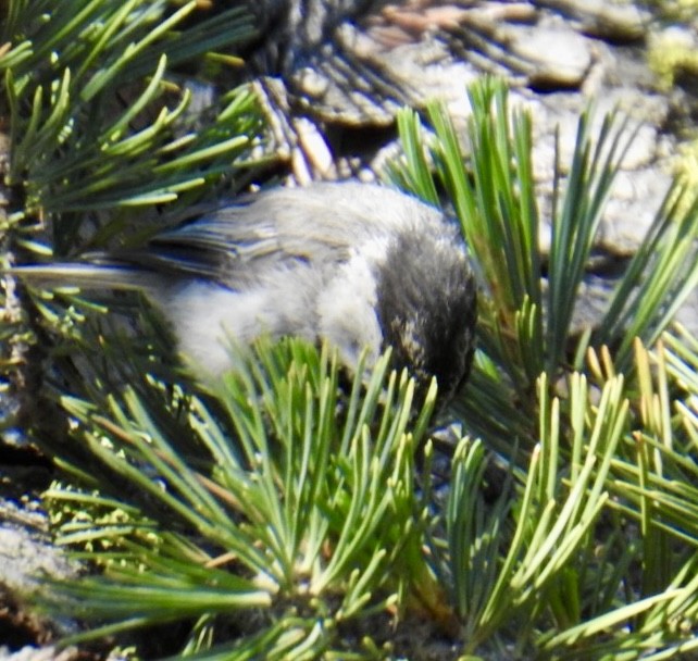 Mountain Chickadee (Pacific) - ML621309430