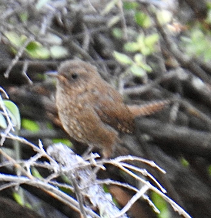 Pacific Wren (pacificus Group) - ML621309434