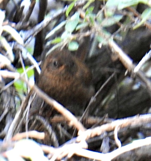 Pacific Wren (pacificus Group) - ML621309435