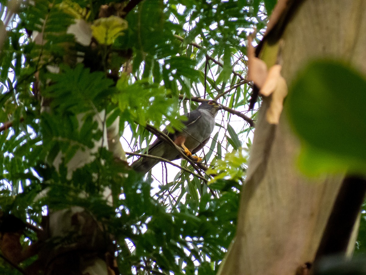 Rufous-thighed Kite - ML621309443