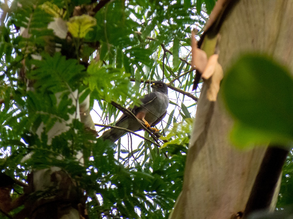 Rufous-thighed Kite - ML621309444