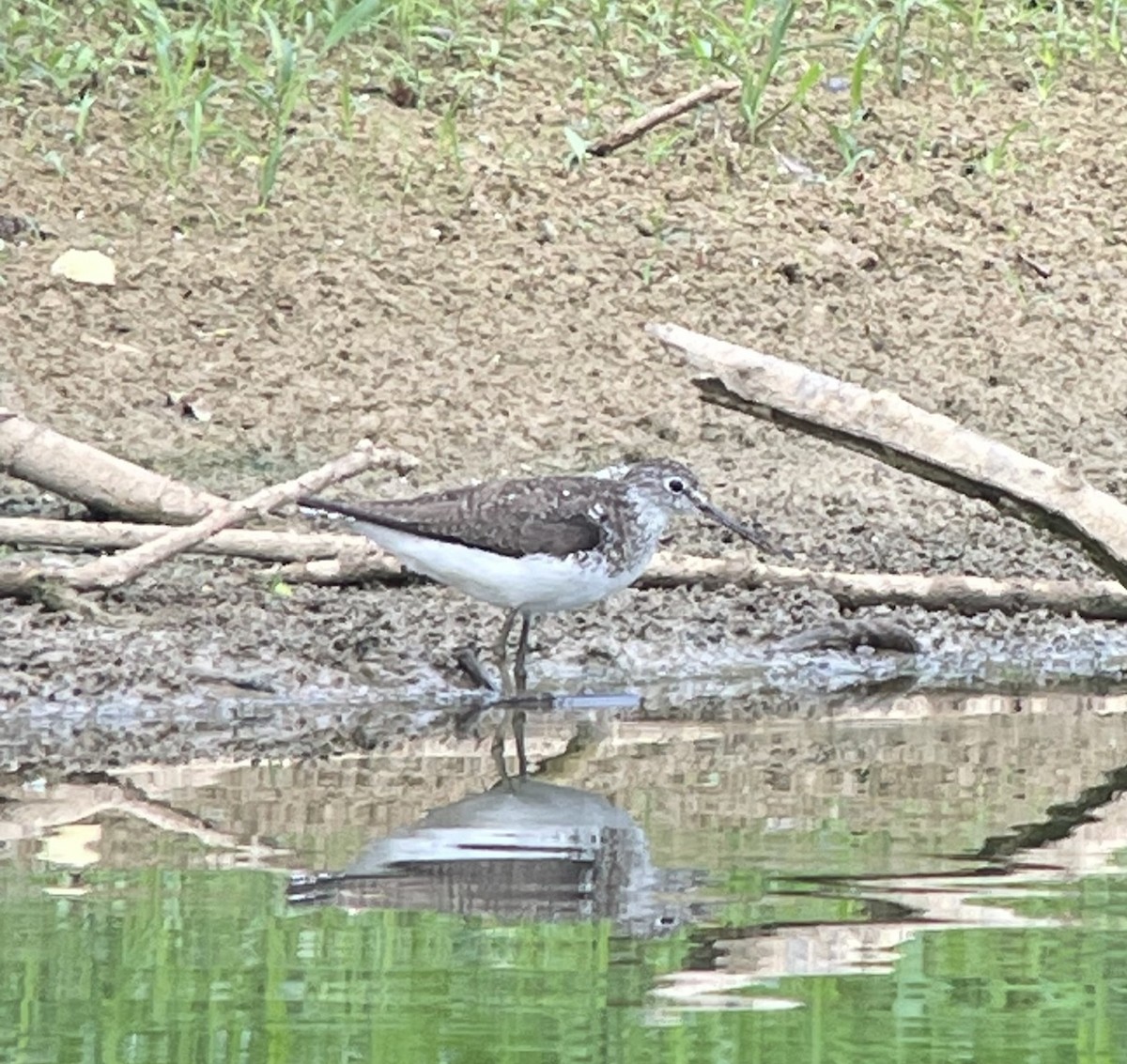 Solitary Sandpiper - ML621309516