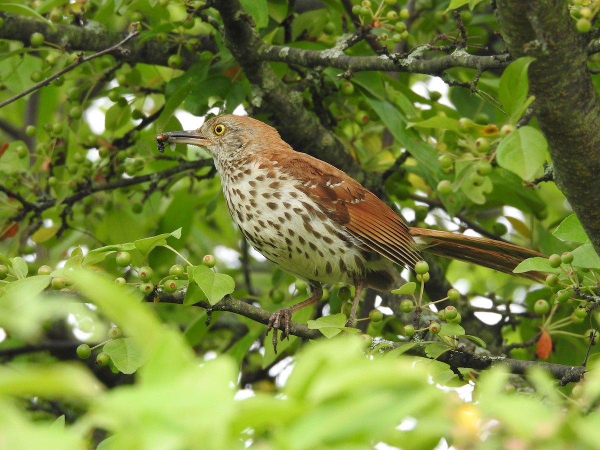 Brown Thrasher - ML621309528