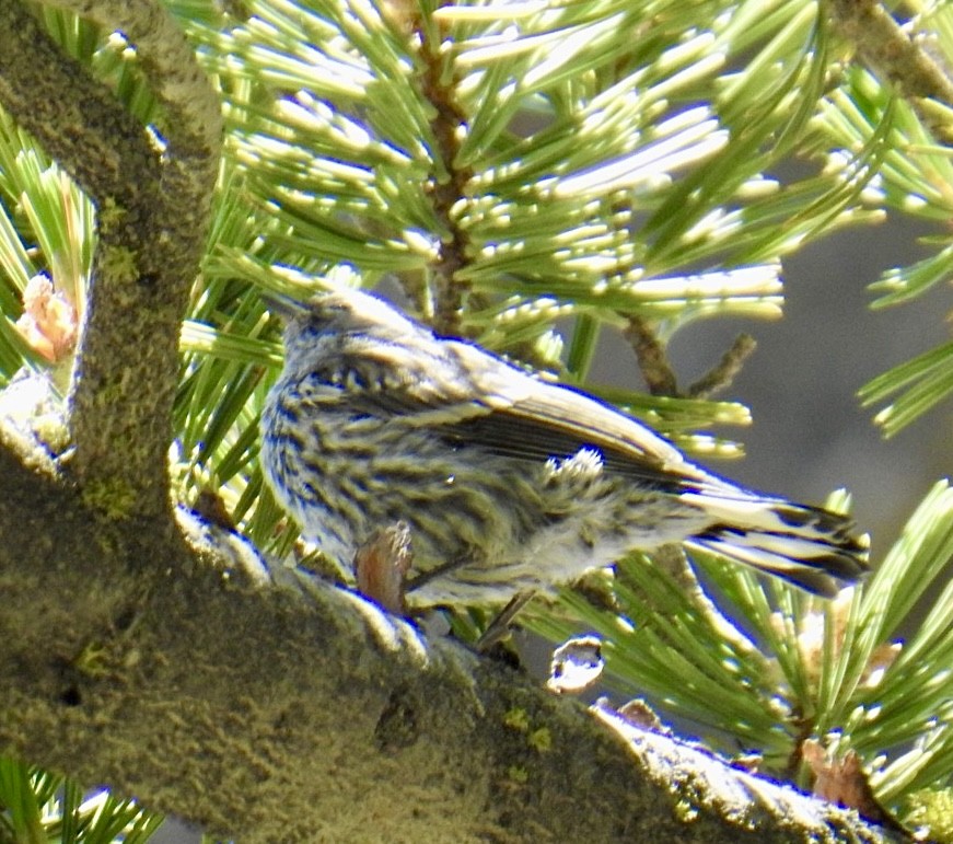 Yellow-rumped Warbler - ML621309538