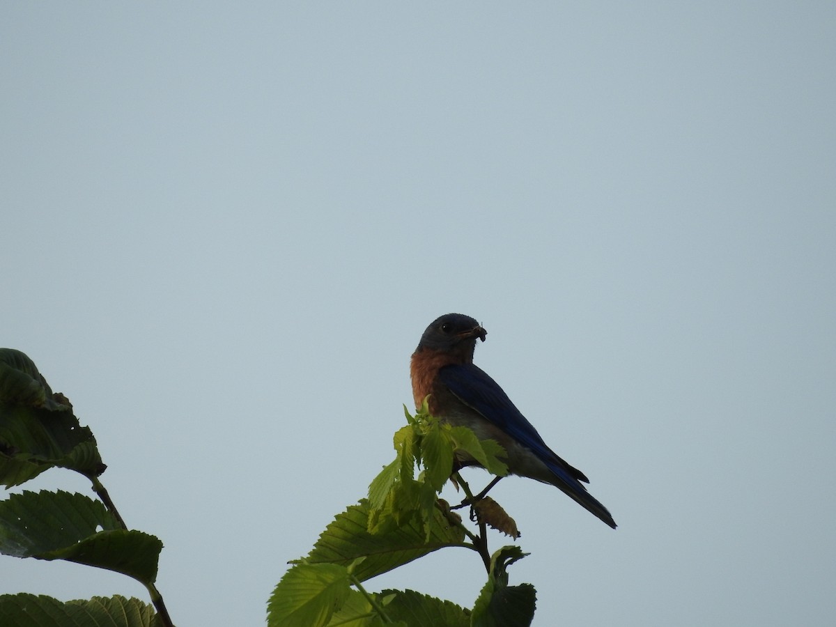 Eastern Bluebird - ML621309566