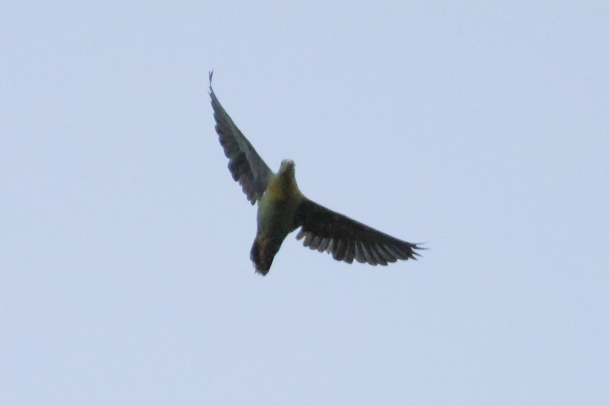 Large Green-Pigeon - ML621309598