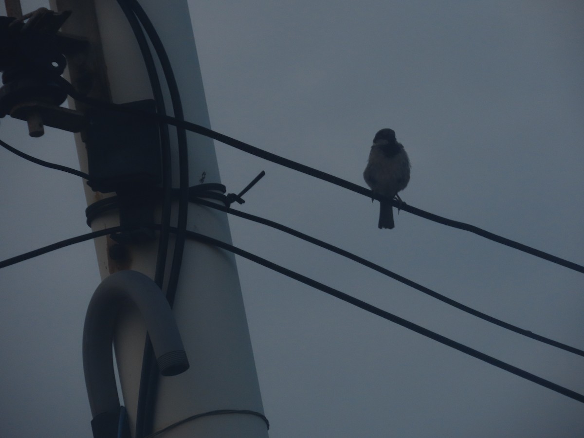 House Sparrow - ML621309619