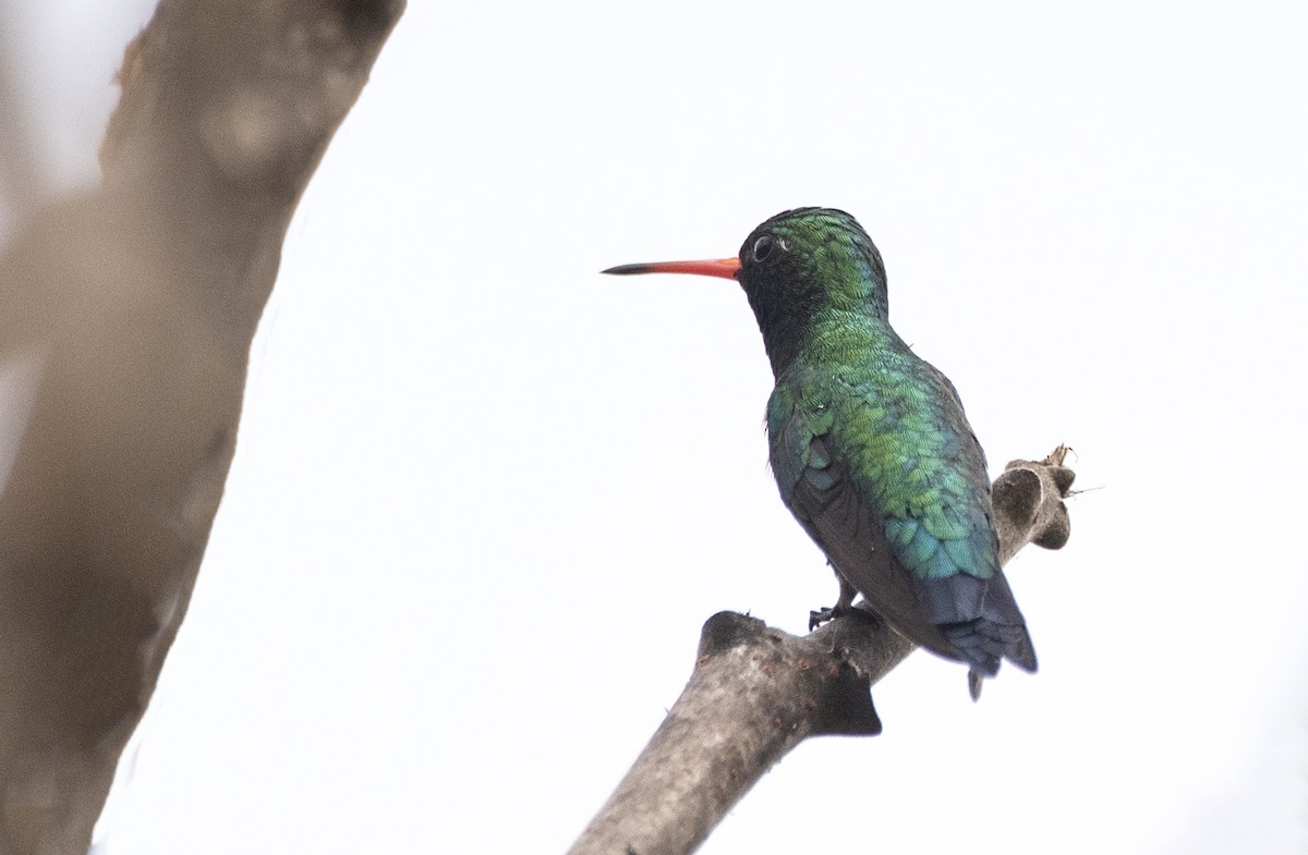 Glittering-bellied Emerald - ML621309624