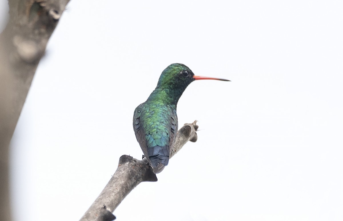 Glittering-bellied Emerald - ML621309625