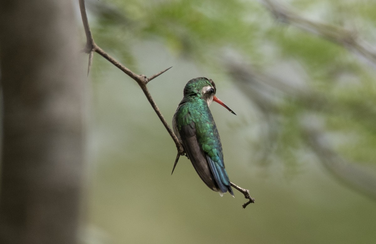 Glittering-bellied Emerald - ML621309626