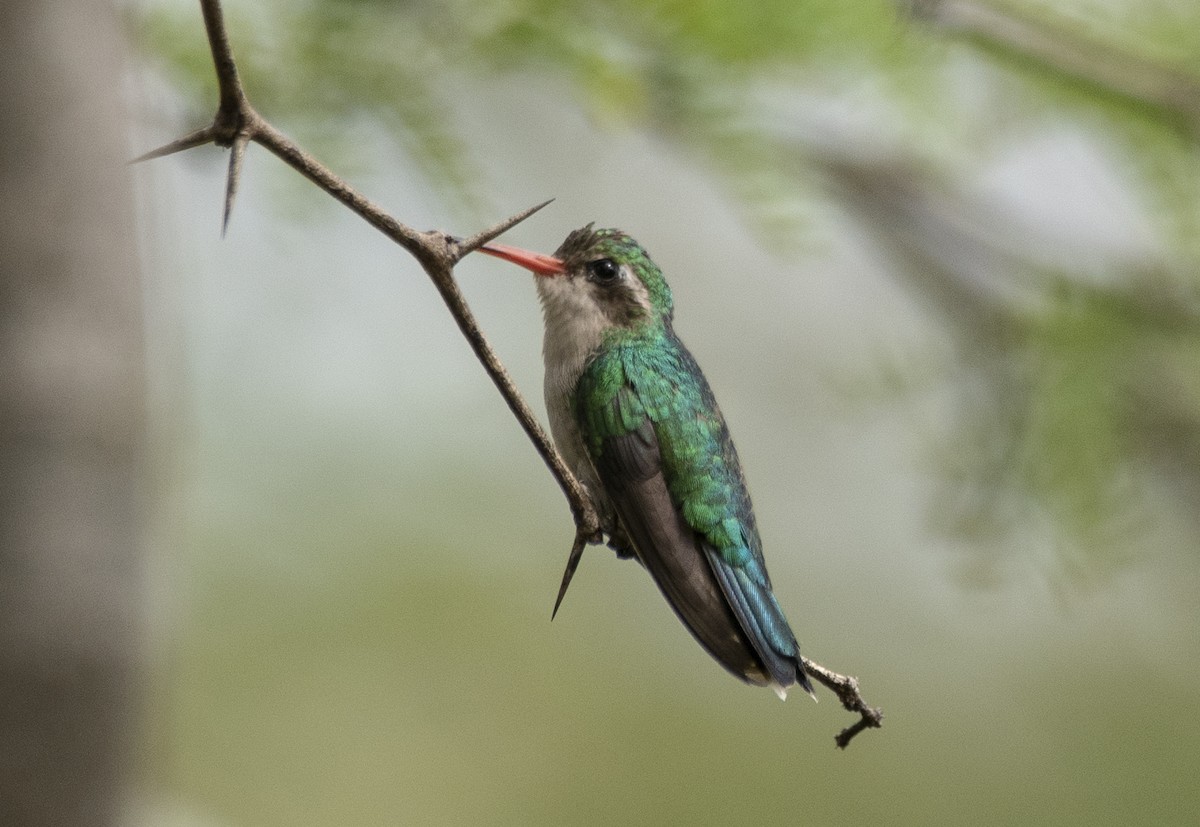 Glittering-bellied Emerald - ML621309627