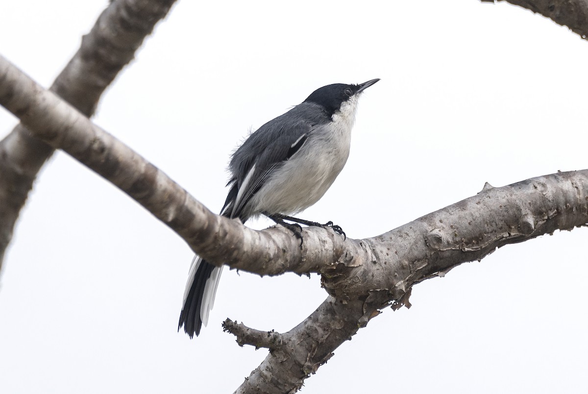 Tropical Gnatcatcher (atricapilla) - ML621309683