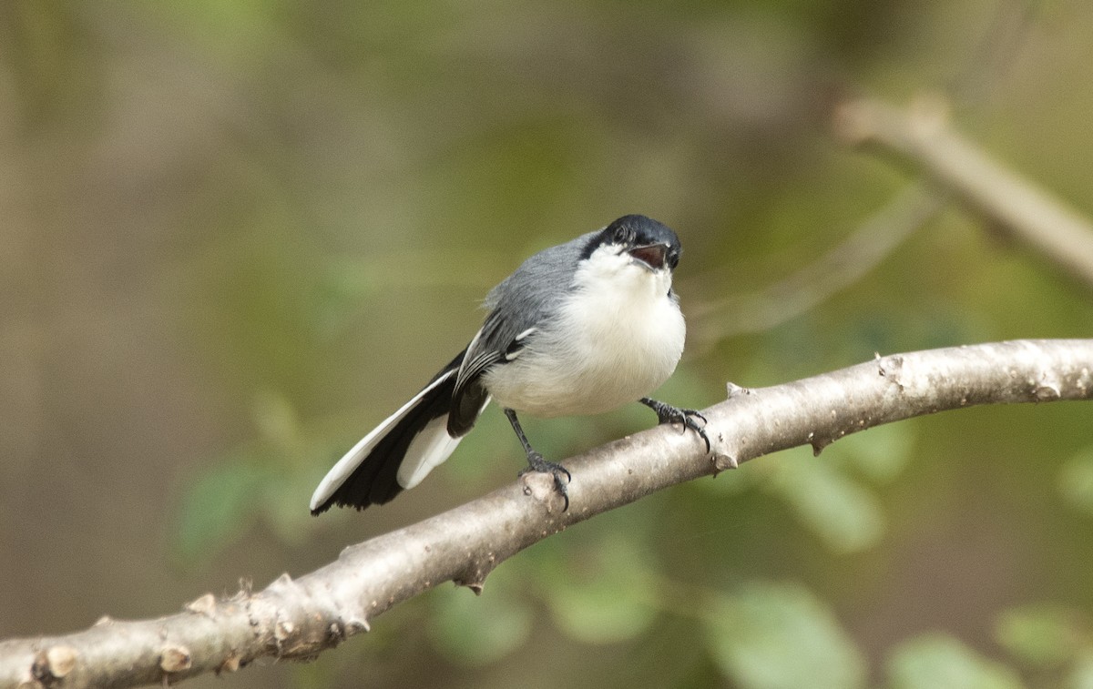 Tropical Gnatcatcher (atricapilla) - ML621309684