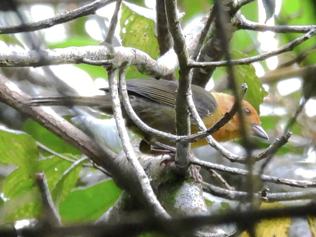 Ochre-breasted Brushfinch - ML621309722