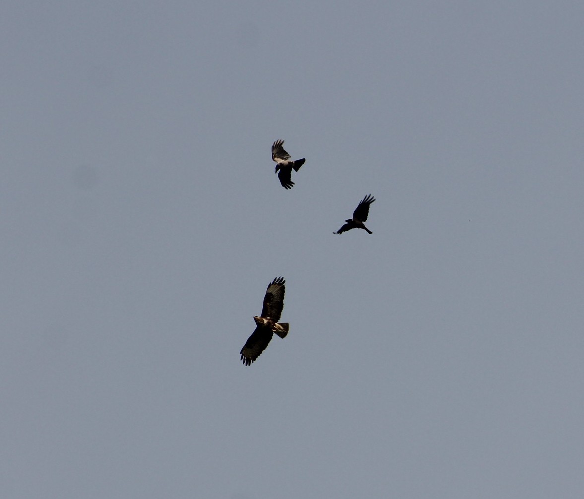 Buse variable - ML621309755