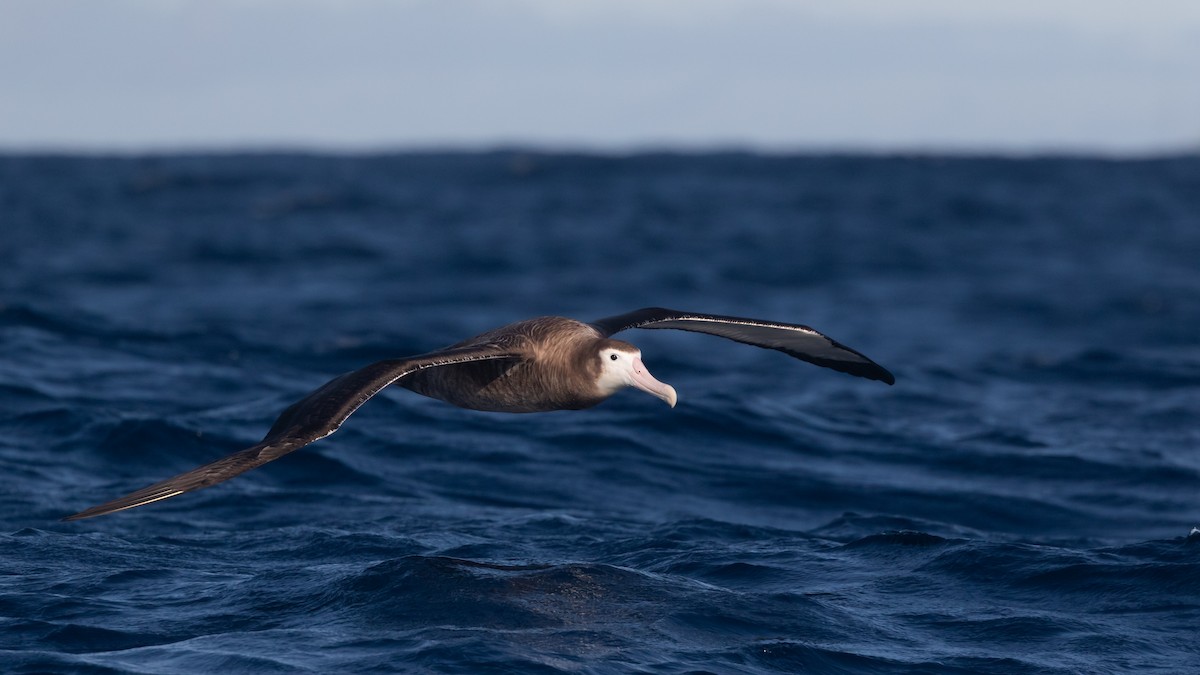 Albatros de las Antípodas (antipodensis) - ML621309759