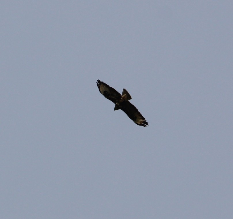 Buse variable - ML621309801