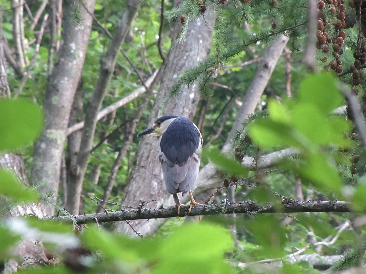 Black-crowned Night Heron - ML621309852