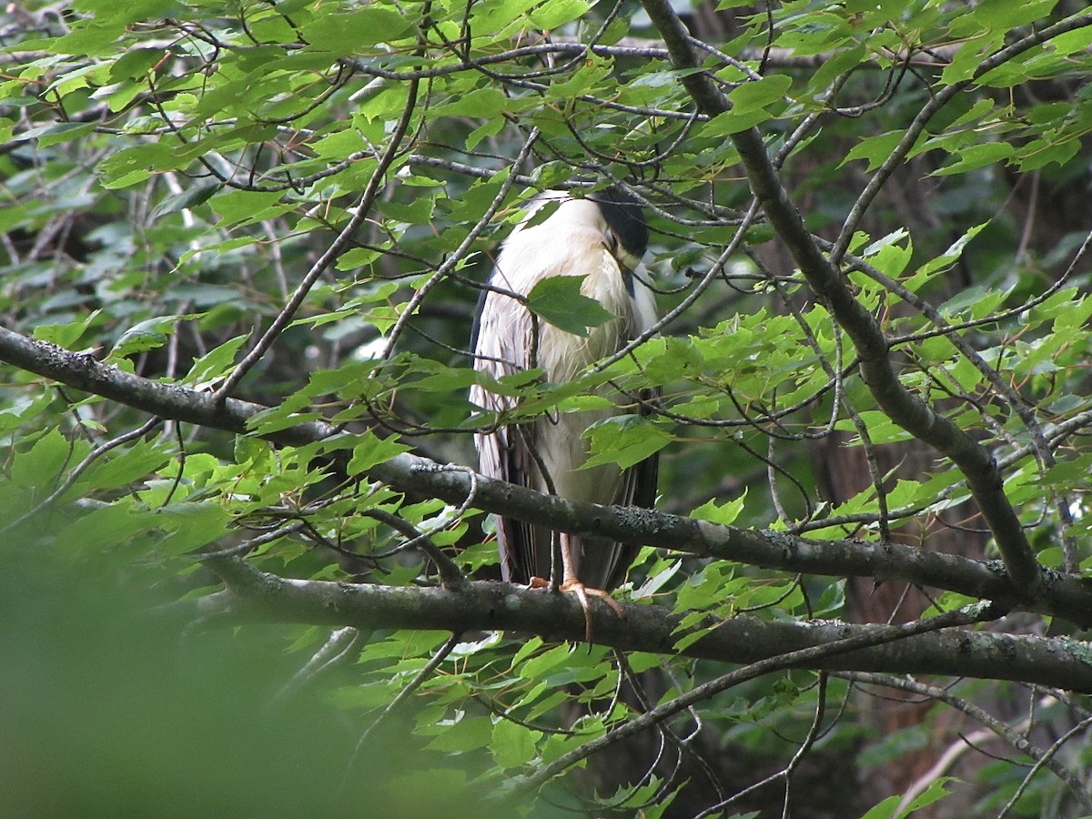 Black-crowned Night Heron - ML621309854