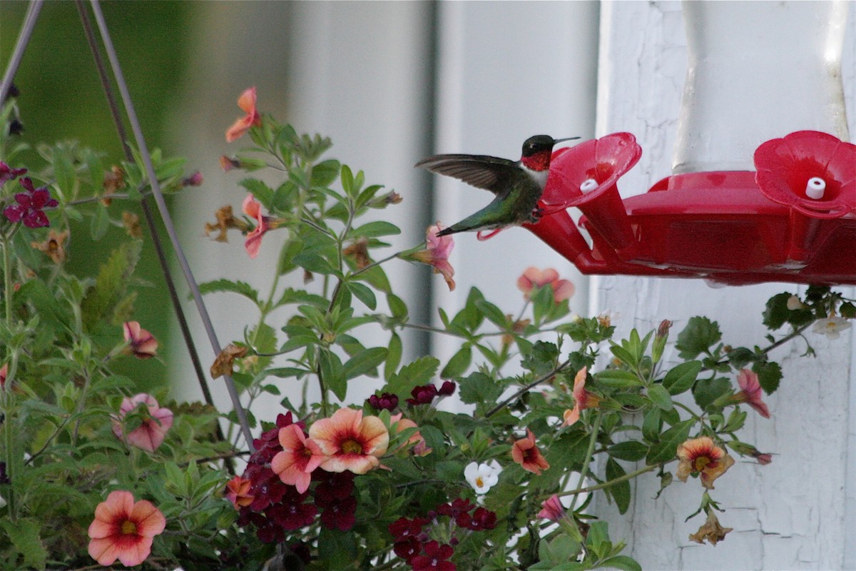 Ruby-throated Hummingbird - ML621309880