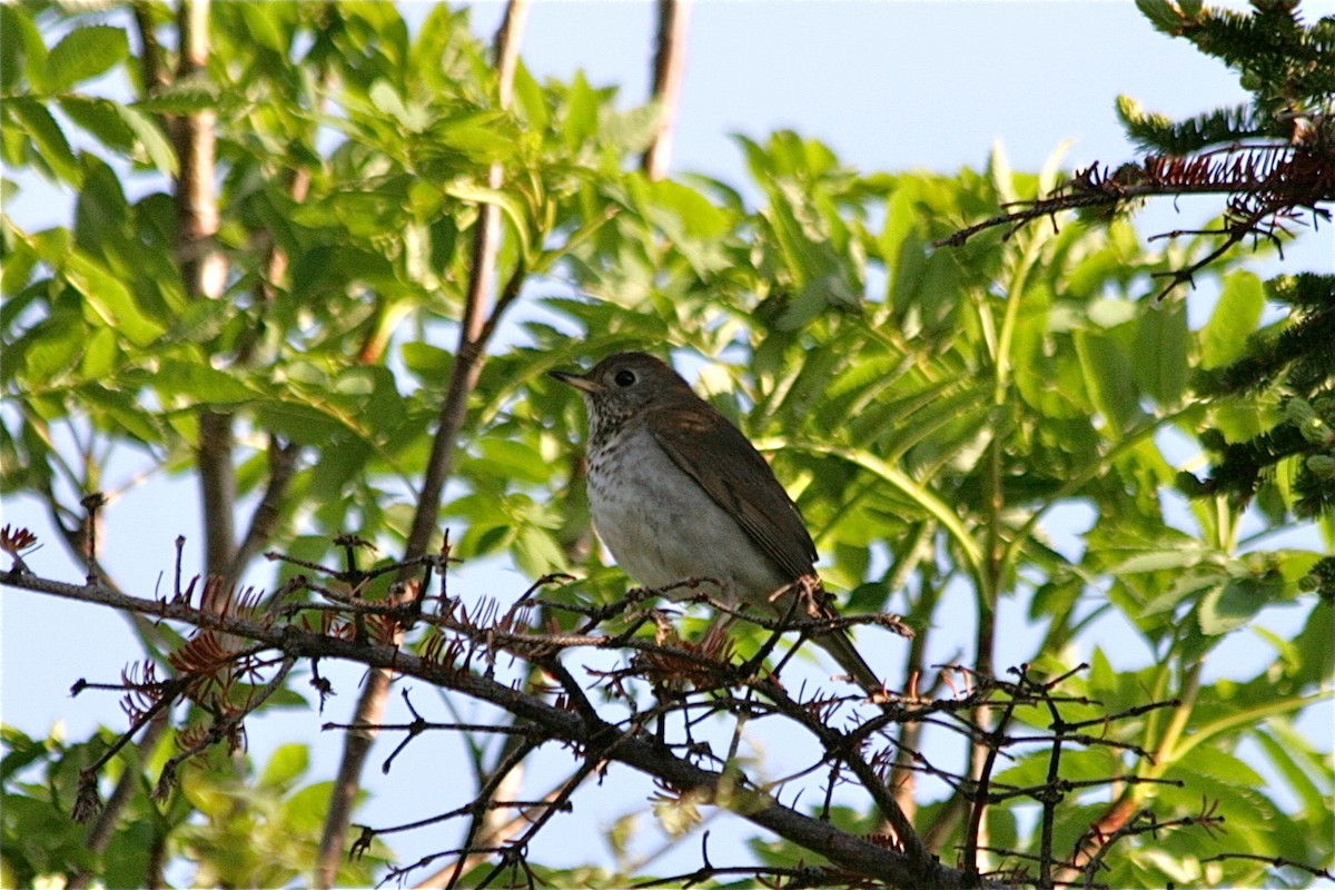 Bicknell's Thrush - ML621309887