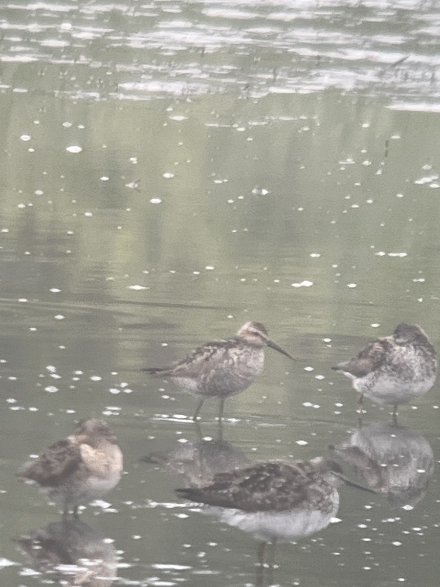 Stilt Sandpiper - ML621309899