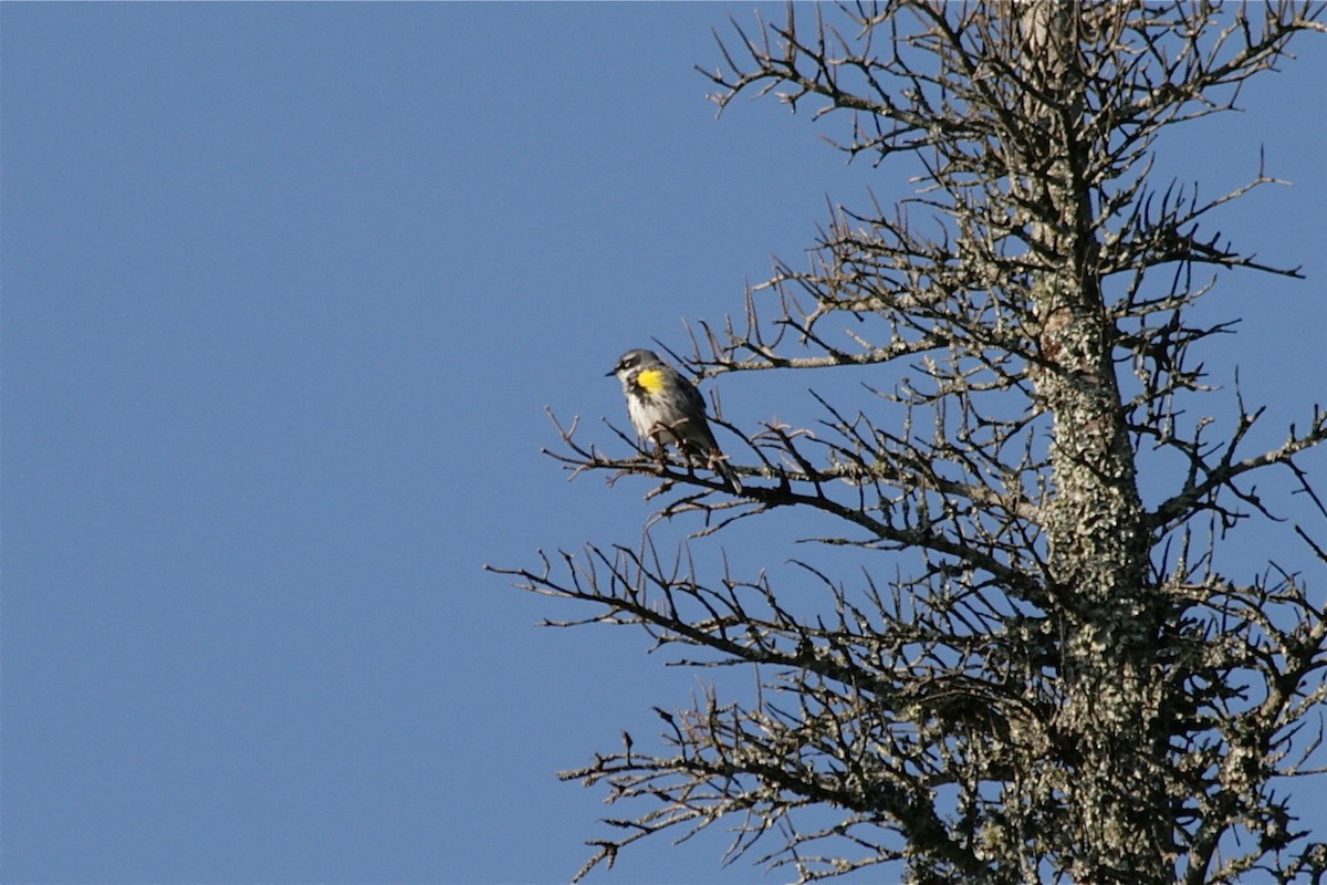 Yellow-rumped Warbler - ML621309901