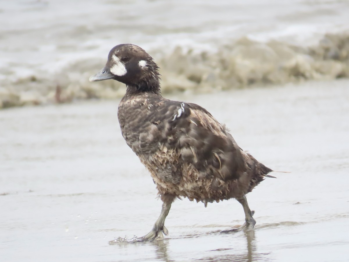 Harlequin Duck - ML621309910