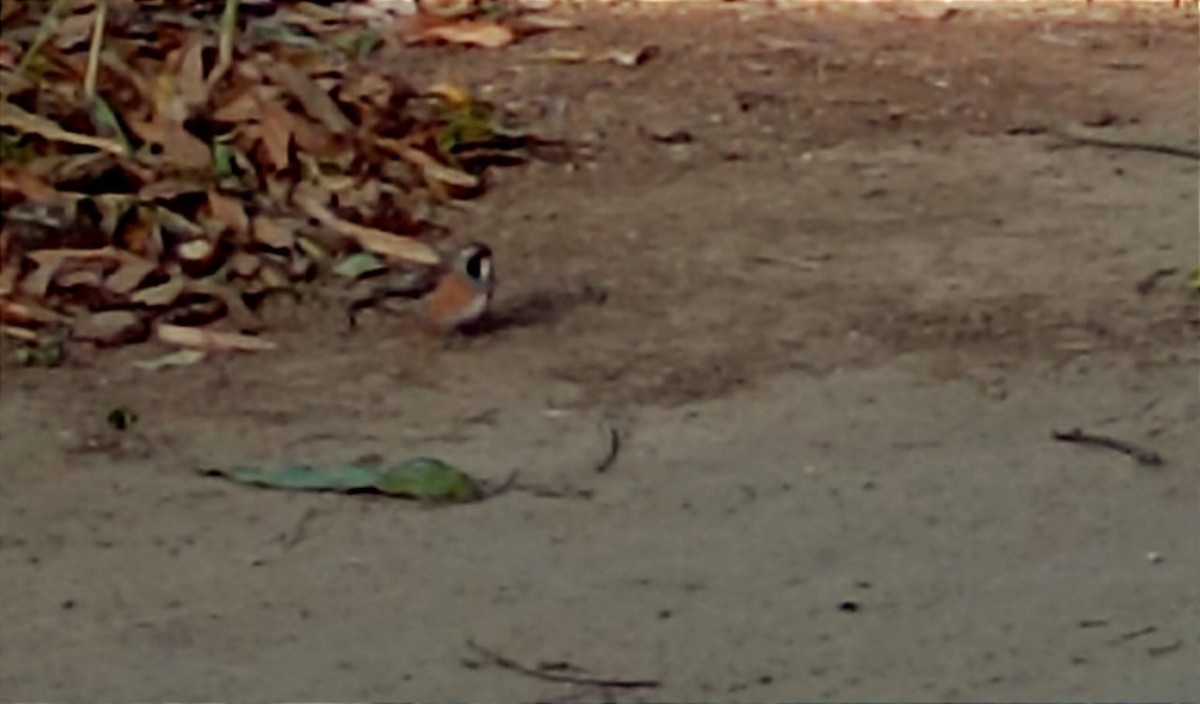 Many-colored Chaco Finch - ML621310010