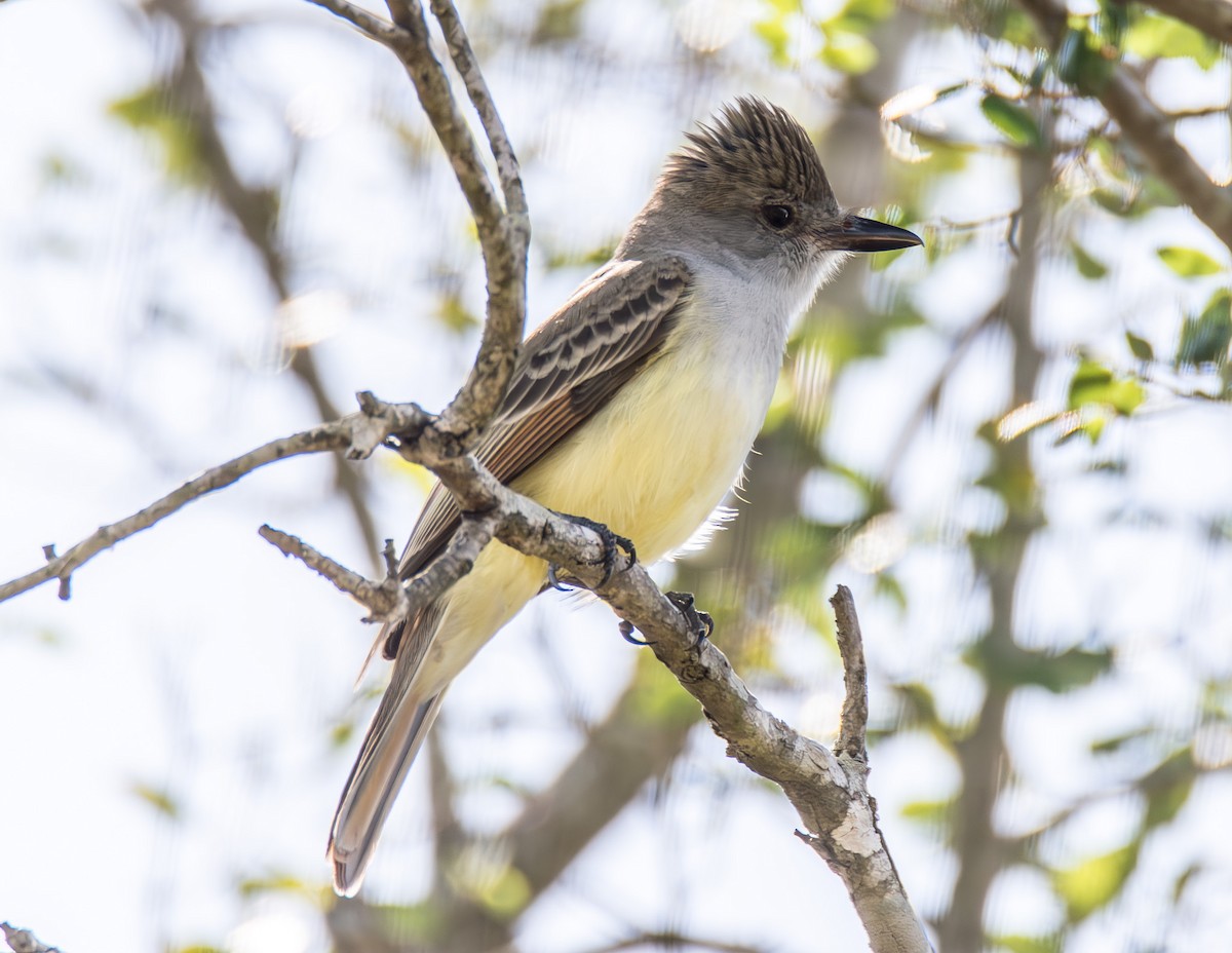 Brown-crested Flycatcher - Tanya Smythe