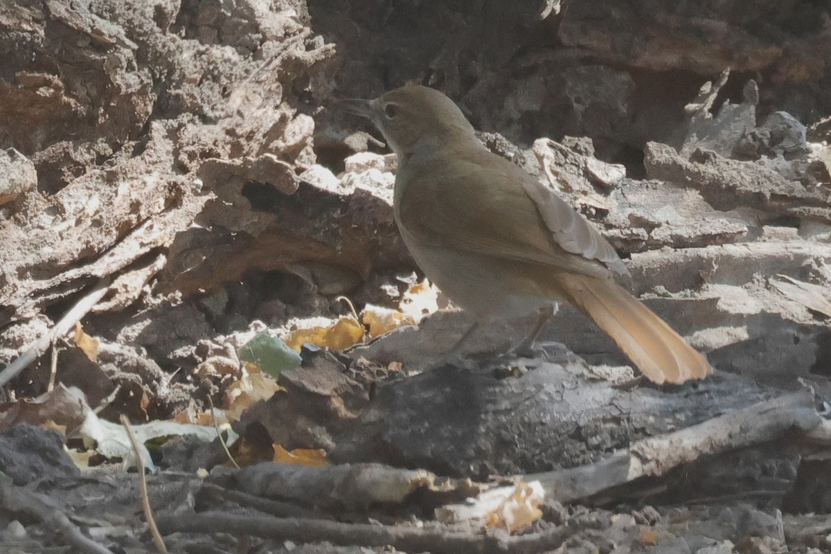 Terrestrial Brownbul - Shmuel Bernstein