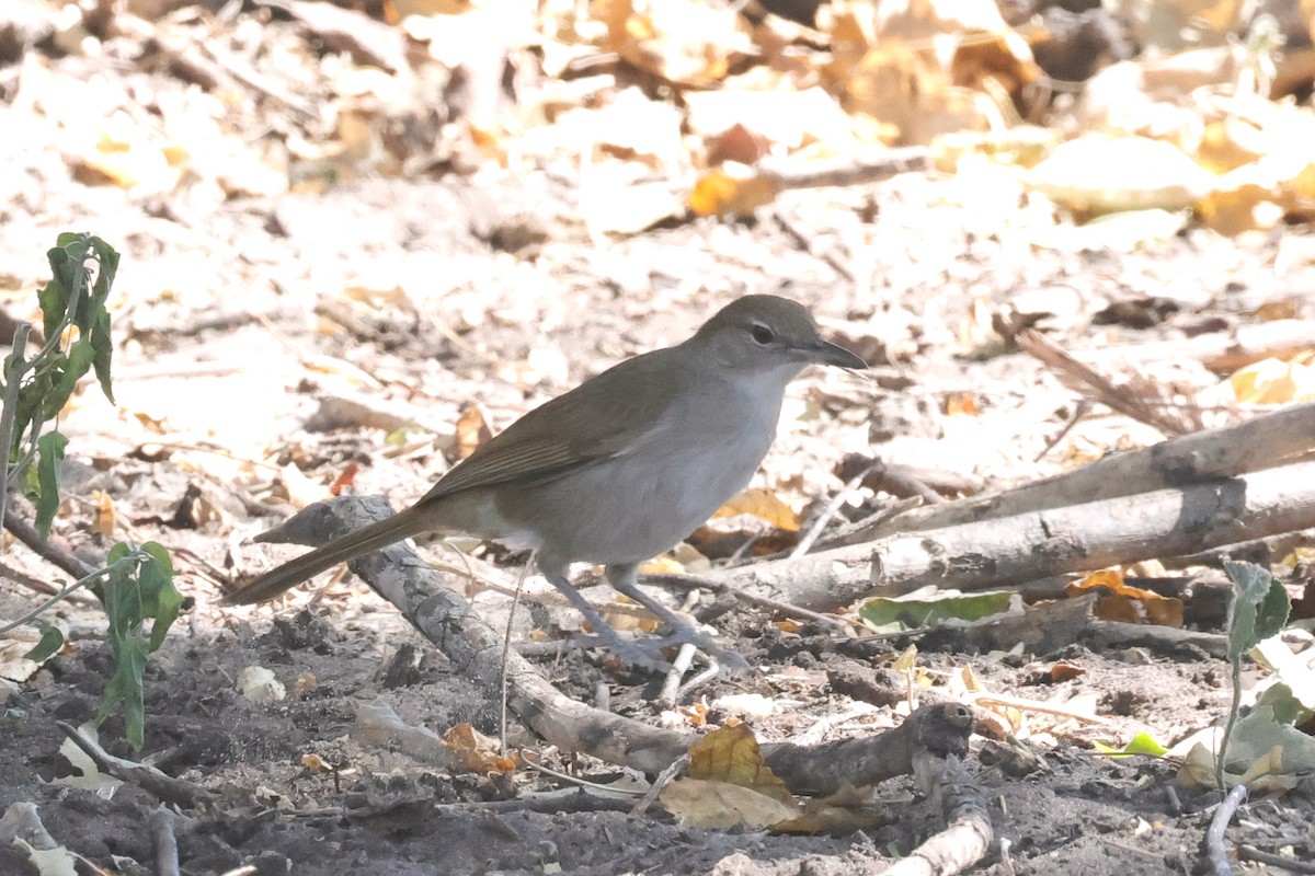 Terrestrial Brownbul - ML621310098