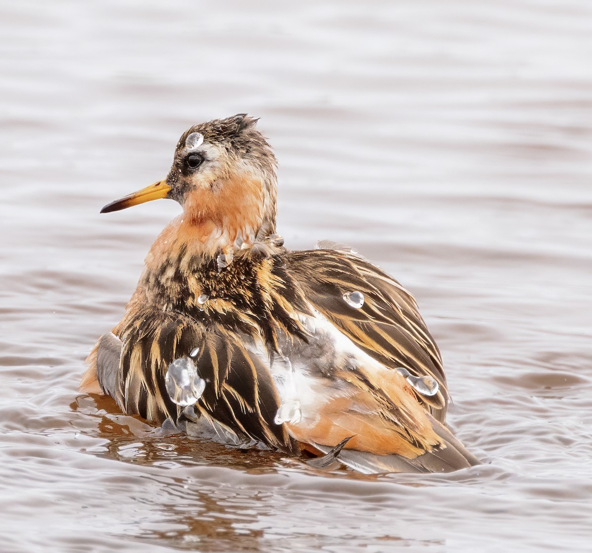 Phalarope à bec large - ML621310162